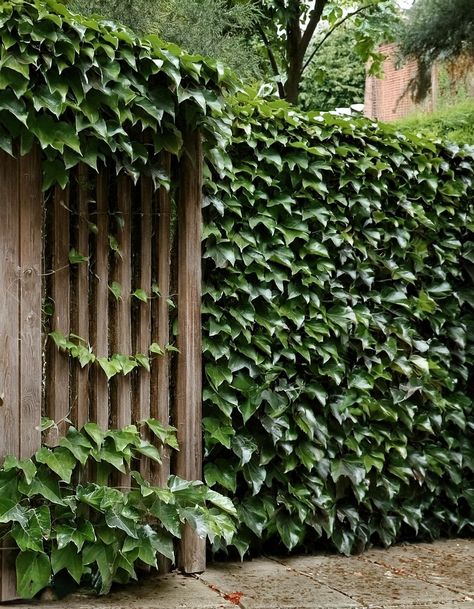 Faux Ivy Fencing Trellis Ideas For Privacy, Unique Privacy Fence Ideas, Ivy Fence, Privacy Fence Ideas, Trellis Ideas, Privacy Fences, Wire Fence, Privacy Fence, Fence Ideas