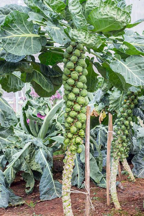 Harvesting Brussel Sprouts, Brussel Sprout Plant, Growing Green Beans, Growing Greens, Fall Garden Vegetables, Shelves Diy, Bedroom Farmhouse, Garden Veggies, Veg Garden