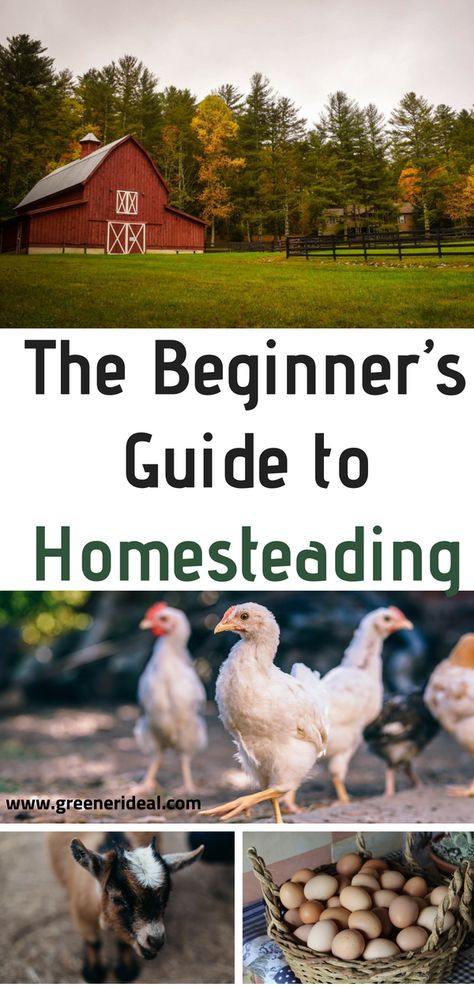 Homesteading for beginners. Read the ultimate guide for tips and tricks to help you homestead whether you're thinking of going off-grid or becoming an urban homesteader Diy Farm Animals, Homesteading For Beginners, Wedding App, Homesteading Diy, Homestead Life, Homesteading Ideas, Eco Friendly Cleaning Products, Homestead Farm, Homestead Gardens