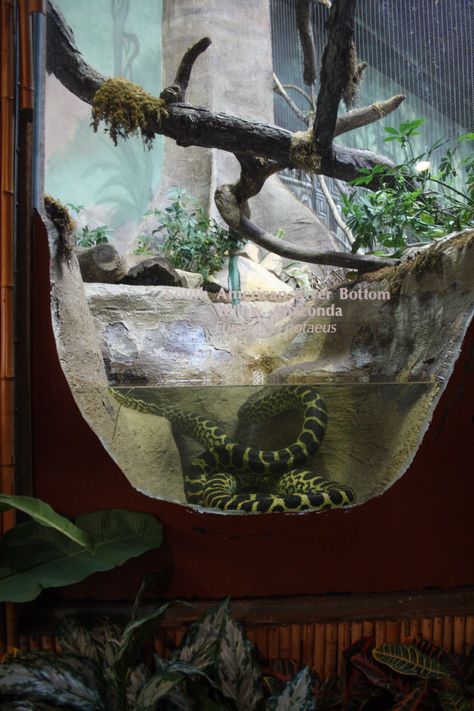 Chameleon Terrarium, Tarantula Enclosure, Snake Cages, Diy Reptile, Snake Terrarium, Snake Enclosure, Reptile Zoo, Public Aquarium, Zoo Architecture