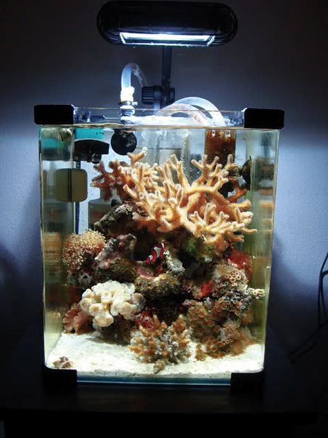 Salt Water Fish Tank, Coral Tank Aquarium, Micro Saltwater Aquarium, Cylinder Fish Tank Aquarium, Clown Fish Tank, Vampire Crab Tank Setup, Saltwater Tank Setup, Small Reef Tank, Clown Fish Aquarium