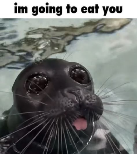 Silly Seal