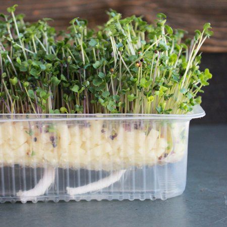 Re-usable Self-watering Microgreens Growing Tray - 2 Trays - 7 inch x 5.25 inch Grow Tray, 1.25 inch Deep - 2 Cup Water Reservoir Capacity - Use Soil Microgreens Growing, Microgreens Garden, Grow Microgreens, Aquaponics Diy, Micro Greens, Aquaponic Gardening, Growing Microgreens, Hydroponic Growing, Seed Starter