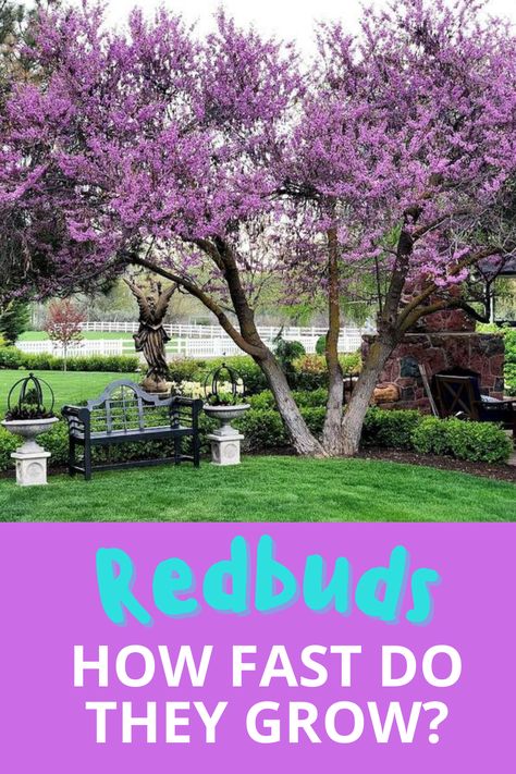 Texas Redbud Tree Landscaping, Eastern Redbud Tree Front Yards, Fast Growing Flowering Trees, Redbud Tree Landscaping Ideas, Avondale Redbud Tree, Texas Redbud Tree, Oklahoma Redbud Tree, Forest Pansy Redbud Tree, Eastern Redbud Tree Landscapes