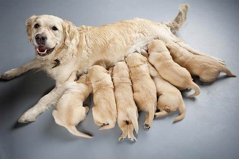 In order to catch and treat mastitis in nursing mother dogs, breeders should be aware of the signs and management options. Newborn Puppies, Pregnant Dog, Dog Dental, Purebred Dogs, Puppy Food, American Kennel Club, Puppy Care, Golden Retrievers, Dogs Of The World