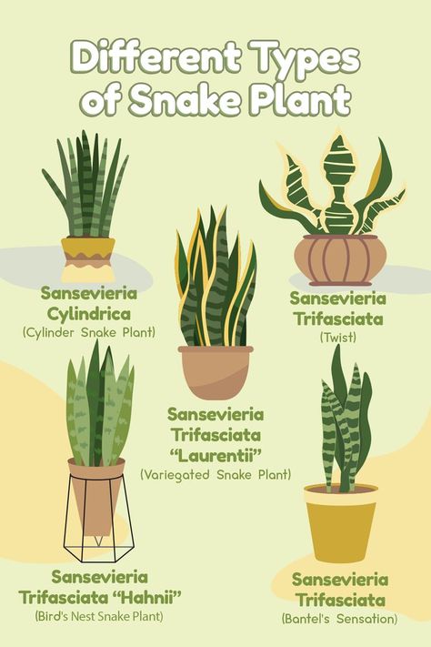 Did you know that there are different types of snake plants? There is Cylinder Snake Plant, Twist, Variegated, Bird’s Nest, and Bantel’s Sensation. #BriteProducts #LEDgrowlights #growlights #indoorplants #plants #indoorgardening Types Of Snake Plants, Variegated Snake Plant, Snake Plant Indoor, Wall Hanging Decorations, Snake Plant Care, Types Of Snake, Sansevieria Plant, Household Plants, Snake Plants