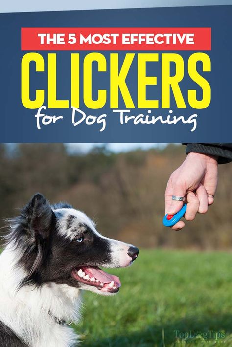 Clicker training has become quite a popular method for teaching dogs. The gist of this method of training is that you have a small plastic device that makes a sharp clicking noise when you press it. Anytime your dog does what you want him to do, you click the device and reward him with a treat. If you’re planning to clicker train your dog, you’ll need the best dog clicker before you get started. Clicker Training Puppy, Dog Clicker, Positive Reinforcement Dog Training, Dog Clicker Training, Dog Trends, Training A Dog, Dog Training Ideas, Dog Training Classes, House Training Dogs