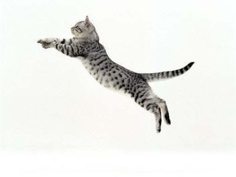 Silver Tabby Cat, Jumping Cat, Cat Anatomy, F2 Savannah Cat, Cat Reference, Savannah Cat, Cat Pose, Cat Photography, Cat Facts