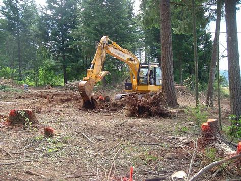 Land Clearing Cost Tree Lopping, Clearing Brush, Wooded Lot, Tree Removal Service, Land Clearing, Urban Tree, Tree Removal, Garden Services, Tree Service