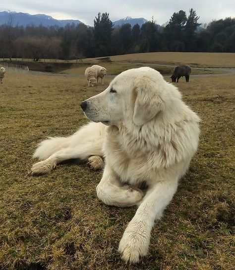 Gandalf the maremma Maremma Sheepdog, Sheep Dogs, Gandalf, Inspiration Board, Dog Breeds, Golden Retriever, Labrador Retriever, Sheep, Hunting