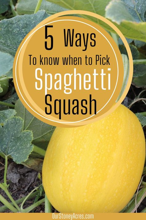 How do you know when spaghetti squash is ready to pick? This article covers 5 ways to know when to pick spaghetti squash from garden. Learn also how to harvest your spaghetti squash with this easy to follow guide. Find other gardening ideas about planting vegetables in your backyard garden. Spaghetti Squash Plant, Spaghetti Squash Recipes Easy, Squash Plant, Best Spaghetti, Vegetable Garden Tips, Summer Flowers Garden, Harvesting Herbs, Small Vegetable Gardens, Zucchini Squash