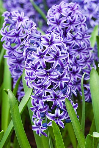 Keukenhof Gardens Netherlands, Hyacinth Plant, Keukenhof Gardens, Hyacinth Flowers, Purple Hyacinth, Spring Flowering Bulbs, Spring Bulbs, All Things Purple, Exotic Flowers