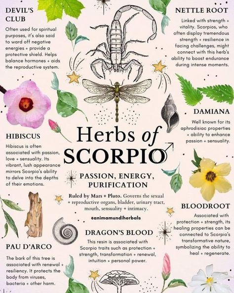 Herbs Of Scorpio, Herbs For Scorpio, Moon Herbs, Herbal Education, Medical Herbs, Most Paused Movie Scenes, Witch Spirituality, Magic Herbs, Magical Herbs