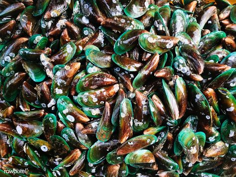 Lots of mussels | free image by rawpixel.com Green Mussels, Green Lipped Mussel, Green Lips, How To Cook Lobster, Lobster Recipes, Free Hand Drawing, Best Stocks, Sea Food, Image Fun