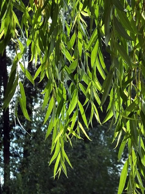 Willow Tree Leaf, Weeping Willow Leaves, Changeling Rogue, Willow Tree Leaves, Willow Tree Branch, Willow Trees Garden, Willow Tattoo, Willow Tree Art, Cicada Art