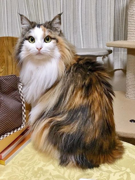 Beautiful long haired calico cat #cat #kitten #calicocat #beautiful Long Hair Calico, Cat Long Hair, Calico Cats, Calico Kitten, Long Haired Cats, Norwegian Forest, Gorgeous Cats, Forest Cat, Cat Pose