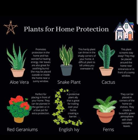 Protection Flowers Witchcraft, Witch Protection For Home, Plants For Home Protection Witchcraft, Witch Plants Indoor, Plants Used In Witchcraft, Witchy Plants And Meanings, House Plants For Witches, Wiccan Home Protection, Witch House Plants