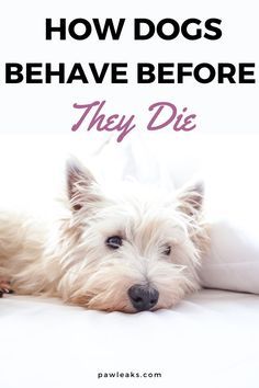 When To Euthanize Your Dog, Older Dogs Care Tips, What To Do When Your Dog Dies, Elderly Dog Care Tips, Dogs Last Day Ideas, Sick Dog Symptoms, When Your Dog Dies, Dog Euthanasia, My Dog Died