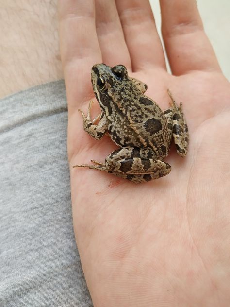 Frog People, Common Frog, Frog Necklace, Frog Prince, Ceramic Animals, Frog And Toad, Nature Animals, Amphibians, Toad