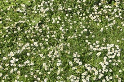 Tips & Information about Chamomile Lawn - Gardening Know How Backyard Grass Alternative, Growing Chamomile, Grow Chamomile, Chamomile Lawn, Lawn Alternative, Chamomile Growing, Grass Alternative, Plants Tips, No Grass Backyard