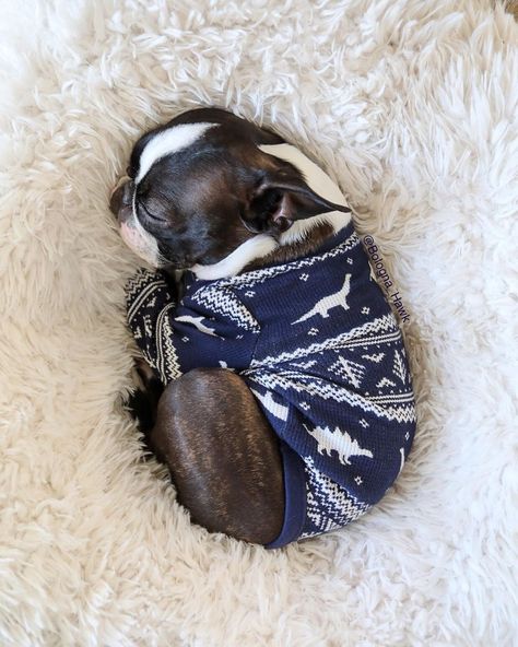 Baby Boston Terriers, Boston Terrier Puppies, Boston Terrier Funny, Boston Terrier Lover, Cutest Dog Ever, Boston Terrier Love, Boston Terrier Puppy, Boston Terrier Dog, Terrier Puppies