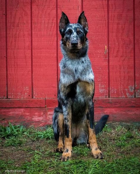 Beauceron Dog Harlequin, Fluffy Doberman, Beauceron Dog, Protection Dogs, Beautiful Dog Breeds, Dream Dog, Herding Dogs, Horses And Dogs, Pretty Dogs