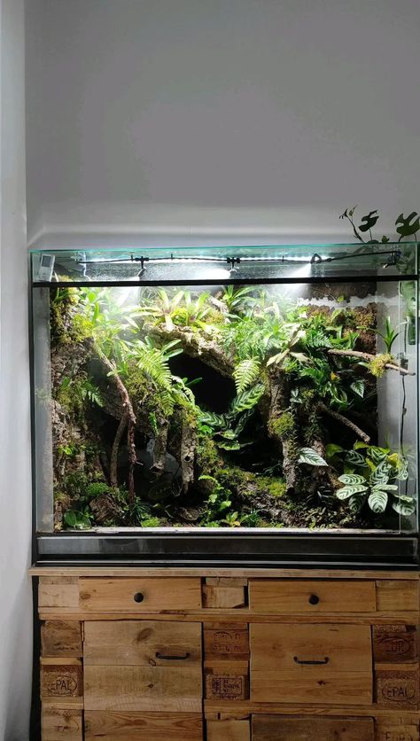 Large Vivarium, Whites Tree Frog Terrarium, Tree Frog Vivarium, Frog Setup, Dart Frog Tank, Dart Frog Terrarium, Terrarium Background, Dart Frog Vivarium, Vivarium Ideas