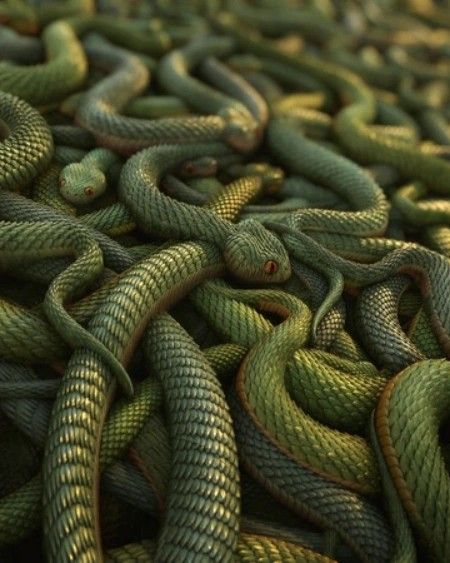 #snakes #snakepit #digitalart Pile Of Snakes, Titanoboa Snake, Anaconda Snake, Giant Animals, Medusa Tattoo, Inspo Board, Tattoo Inspo, Snakes, Picture Photo