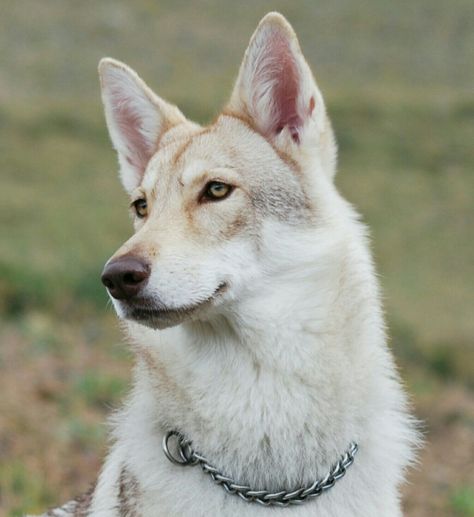 Saarloos Wolfhound Dog Face Reference, Saarloos Wolfdog, Tamaskan Dog, Wolf Poses, Wild Animals Photography, Canine Art, Really Cute Dogs, Pretty Dogs, Wolf Dog