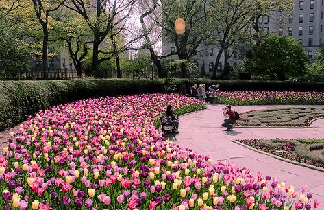 NY- Spring Explodes in the Conservatory Garden | the weblicist of manhattan | a photographer's tour of New York City Spring In Nyc, Spring In New York, Conservatory Garden, Central Park Nyc, Black Sky, New York State Of Mind, Garden Park, I Love New York, Nyc Trip