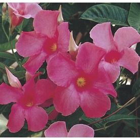 Mandevilla Vine, Pergola Pictures, Florida Landscaping, Climbing Hydrangea, Garden Vines, Nursery Modern, How To Attract Hummingbirds, Attract Butterflies, Garden Living