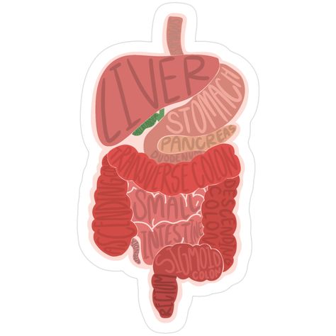 Decorate laptops, Hydro Flasks, cars and more with removable kiss-cut, vinyl decal stickers. Glossy, matte, and transparent options in various sizes. Super durable and water-resistant. Not a hard pill to swallow: displaying this lovely hand drawn diagram of the GI tract Gi Tract Anatomy, Anatomy Stickers, Body Anatomy, Anatomy, Hand Drawn, Decorate Laptops, Kiss Cut, Vinyl Decal Stickers, Vinyl Decal