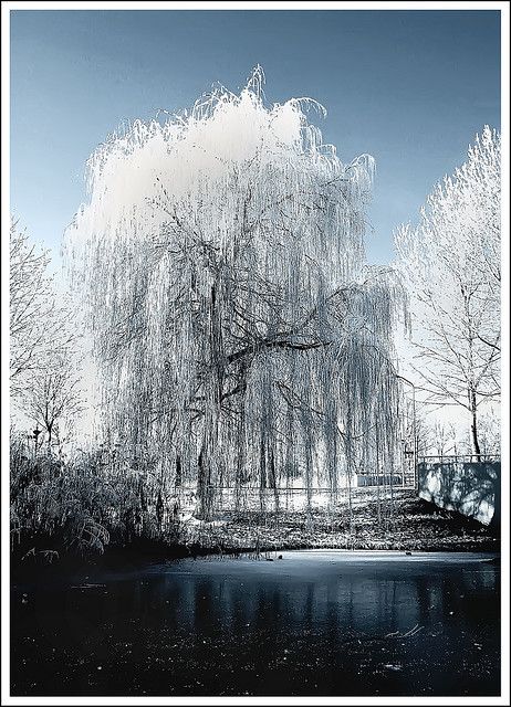 i will have these all over my yard! Weeping Willow Tree, Willow Trees, Amazing Trees, Weeping Willow, Beautiful Trees, Tree Photography, Snow Ice, Big Tree, Winter Scenery