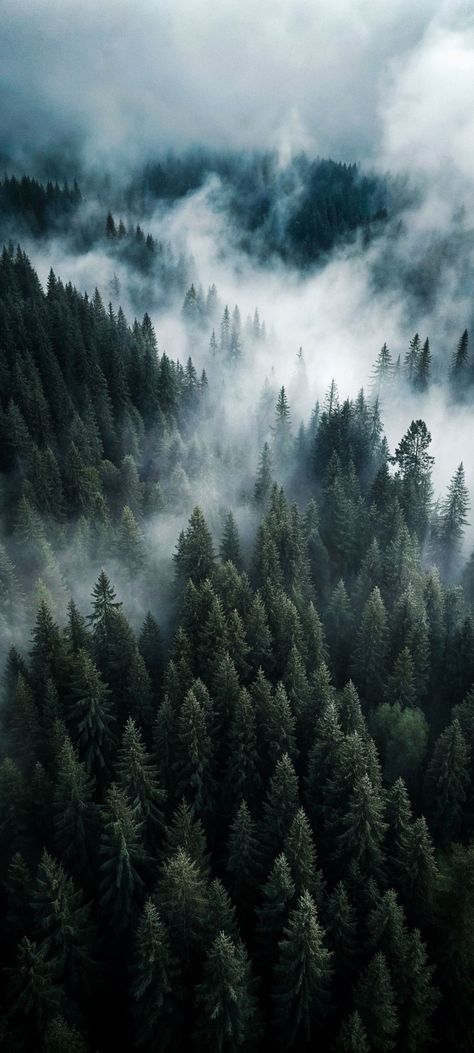 Nature 4k, Wallpaper Forest, Future Wallpaper, Scenic Wallpaper, Evergreen Forest, Instagram Background, Dark Nature Aesthetic, Forest Wallpaper, Forest Photography