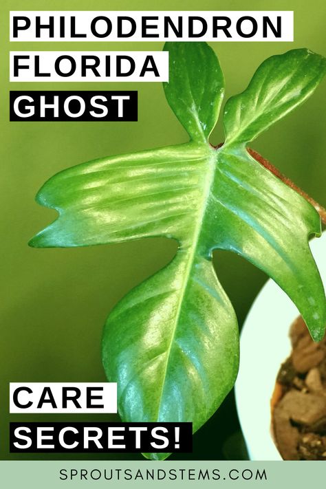 Philodendron Florida Ghost, Florida Ghost, Rare Philodendron, Philodendron Care, Philodendron Florida, Ghost Plant, Houseplant Care, Philodendron Monstera, Plant Problems