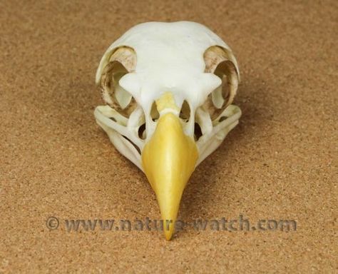 Skull Front View, Bird Skulls, Bird Anatomy, Egypt Gods, Eagle Skull, Painted Sculpture, Bold Eagle, Haliaeetus Leucocephalus, Ideal Aesthetic