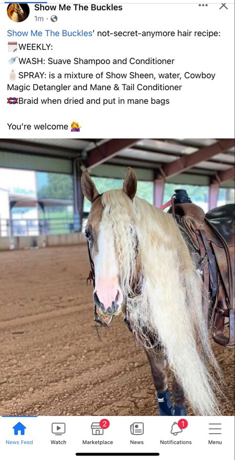 Horse Hair Styles, Horse Recipes, Mane Braiding, Horse Mane Braids, Horse Hacks, Horse Farm Ideas, Horse Braiding, Horse Barn Ideas Stables, Pictures With Horses