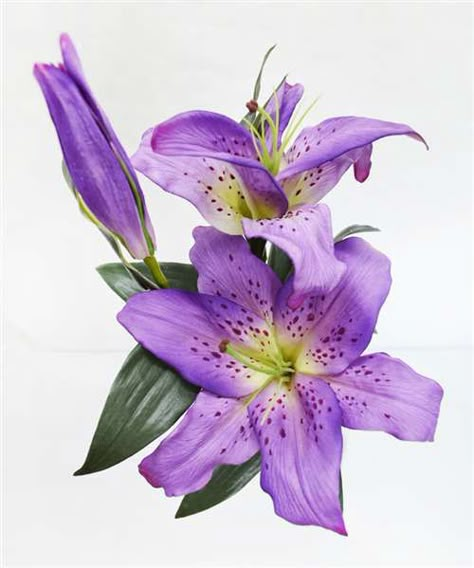 Purple Casablanca lilies Purple Things Aesthetic, How To Make Lily Flowers, Purple Lilly, Purple Flower Aesthetic, Flower Reference Drawing, Purple Lily Tattoo, Purple Lillies Tattoo, Purple Lilies, Purple Flower