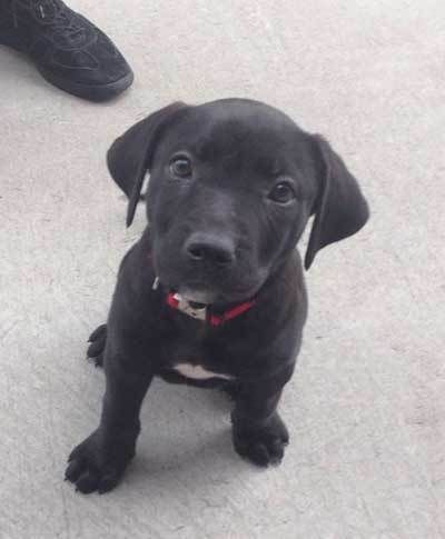 Lab Pitbull Mix Puppy, Black Pitbull Puppies, Boxador Puppies, Black And White Pitbull, Pitbull Lab Mix, Pitbull Lab, Duck Hunting Dogs, Pitbull Mix Puppies, Lab Mix Puppies