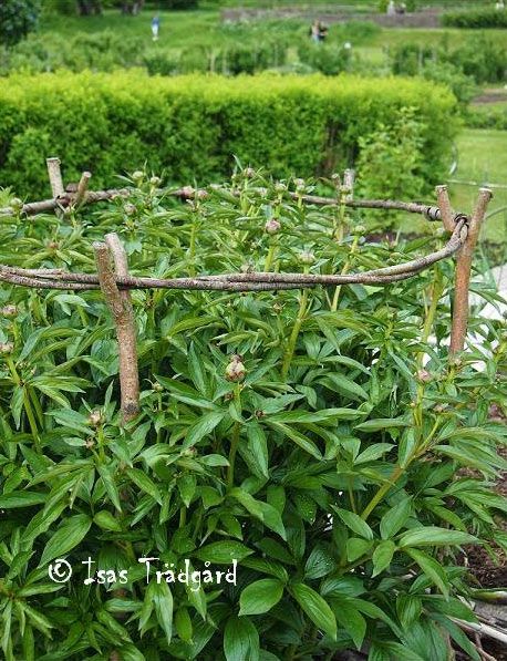 30+ Garden Projects using Sticks & Twigs Peony Support, Garden Vines, Garden Artwork, Have Inspiration, Plant Supports, Diy Garden Projects, Garden Features, Garden Bed, Garden Trellis