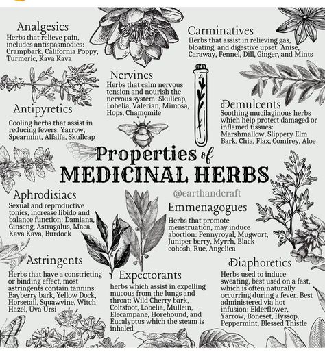 Demulcent Herbs, Herbs And Their Uses, Medicinal Herbs Remedies, Herb Life, Herbal Education, Magickal Herbs, Medicinal Herbs Garden, Witch Herbs, Medical Herbs