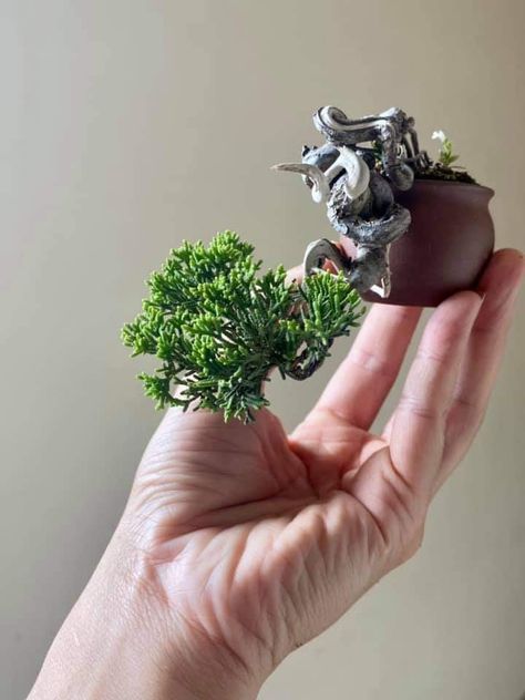 How To Grow Bonsai, Bonsai Mame, Bougainvillea Bonsai, Bonsai Making, Bonsai Forest, Wood Lamp Design, Tiny Tree, Bonsai Techniques, Mame Bonsai