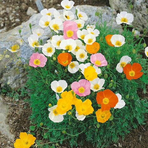 Planting Poppy Seeds, Poppy Flower Seeds, Growing Poppies, Perennial Flower, Alpine Flowers, Alpine Garden, Deer Resistant Plants, Rare Seeds, Alpine Plants