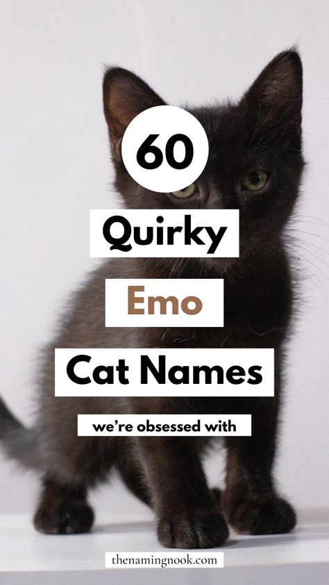 Need a unique cat name for your new cat or kitten? Check out our list of 60 emo cat names, featuring the perfect dark and goth vibes. These names are ideal for emo owners looking for cute cat names and cute kitten names. Goth Cat Names, Black Kitten Names, Male Cat Names Unique, Kitten Names Boy, Cute Kitten Names, Goth Names, Halloween Names For Cats, Kitten Names Unique, Cat Names Unique