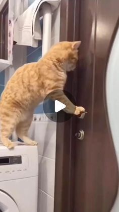 Funny Videos Cats, Funny Cats And Dogs Videos, Cats Being Silly, Funny Cats Video, Funny Cats Pictures, Cat Videos Funny, Funny Cat Fails, Cat Fails, Funny Looking Cats