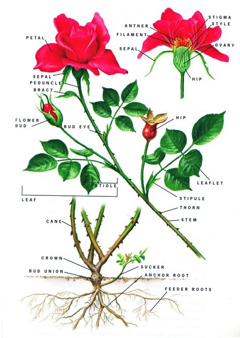 Rose Anatomy, Diagram Of A Flower, Flower Reproduction, Plant Anatomy, Hibiscus Flower Drawing, Flower Anatomy, Bella Disney, Drawing Basics, Rose Apothecary