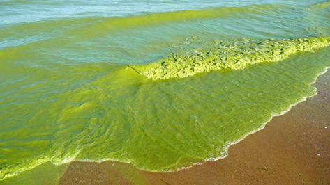 Algal blooms are getting worse in many lakes worldwide | Earth | EarthSky Brooklyn Library, Toxic Wasteland, Map Quilts, Utah Lakes, Minnesota Lake, Blue Green Algae, Aquatic Ecosystem, Green Algae, Pure Energy