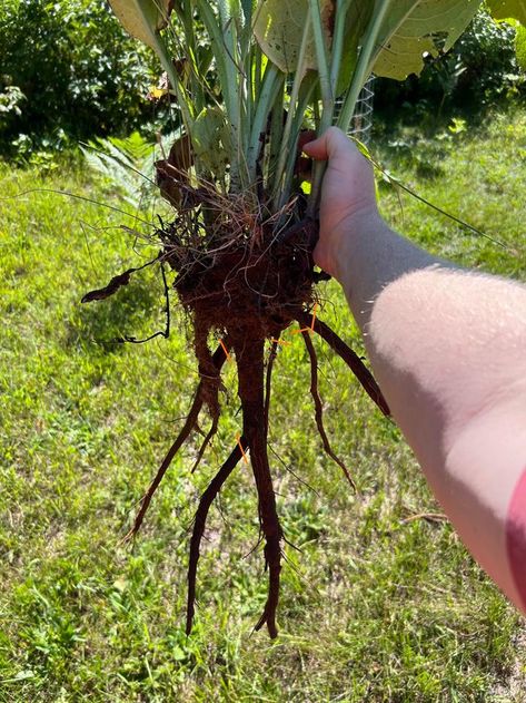 How does one propagate more comfrey? Just divide with a shovel? (plants forum at permies) Herbal Monographs, Comfrey Plant, Shovel, Just Go, Divider, Herbs, Plants