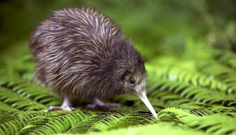 kiwi flightless bird from NZ Baby Kiwi, Kiwi Bird, Flightless Bird, Pretty Birds, Emu, Bird Feathers, Love Birds, Beautiful Creatures, Beautiful Birds