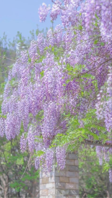 Lilac Aesthetic, Lavender Aesthetic, Vintage Flowers Wallpaper, Flowers Wallpaper, Infp, Wisteria, Flower Wallpaper, Aesthetic Wallpaper, Vintage Flowers